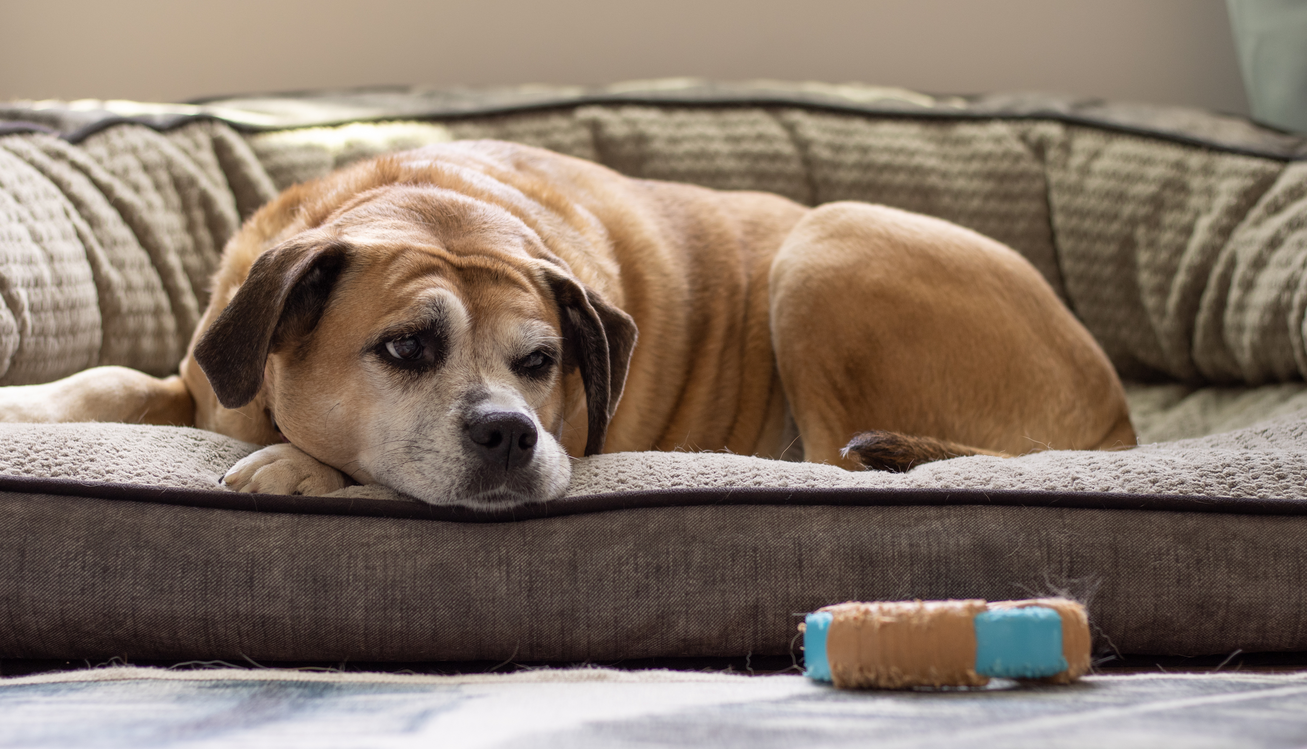 A brown dog laying on a couch with its toy