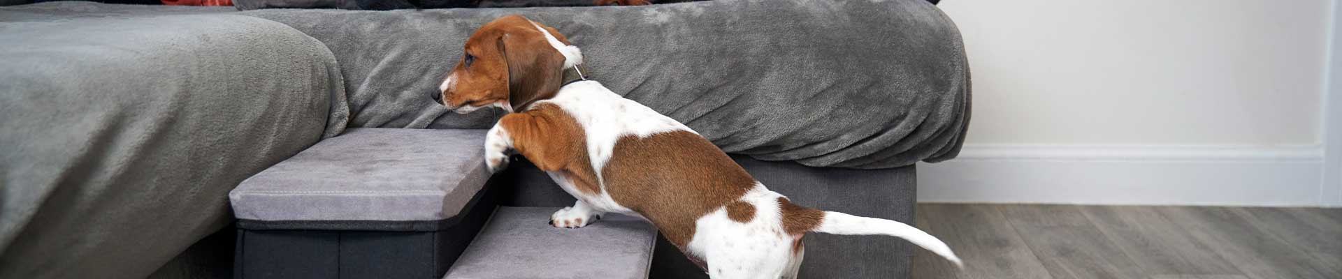 A miniature Dachshund puppy uses steps to get up on the couch