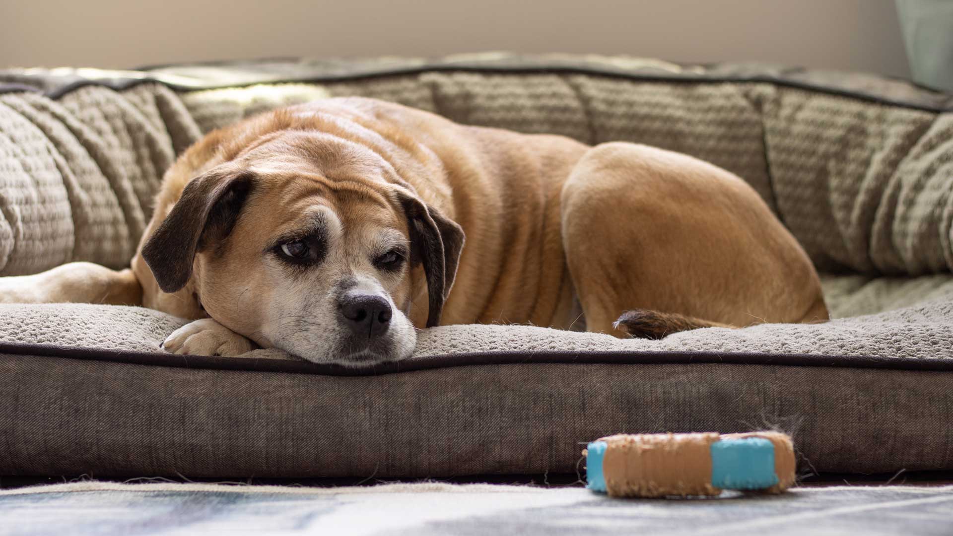 An older brown dog laying on the couch looking at a toy
