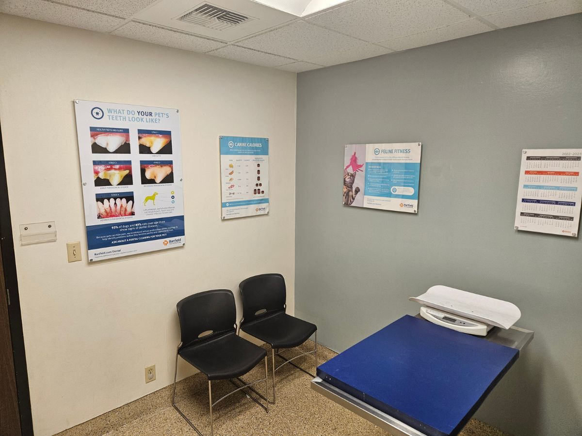 Inside of a Banfield Anacapa exam room with table