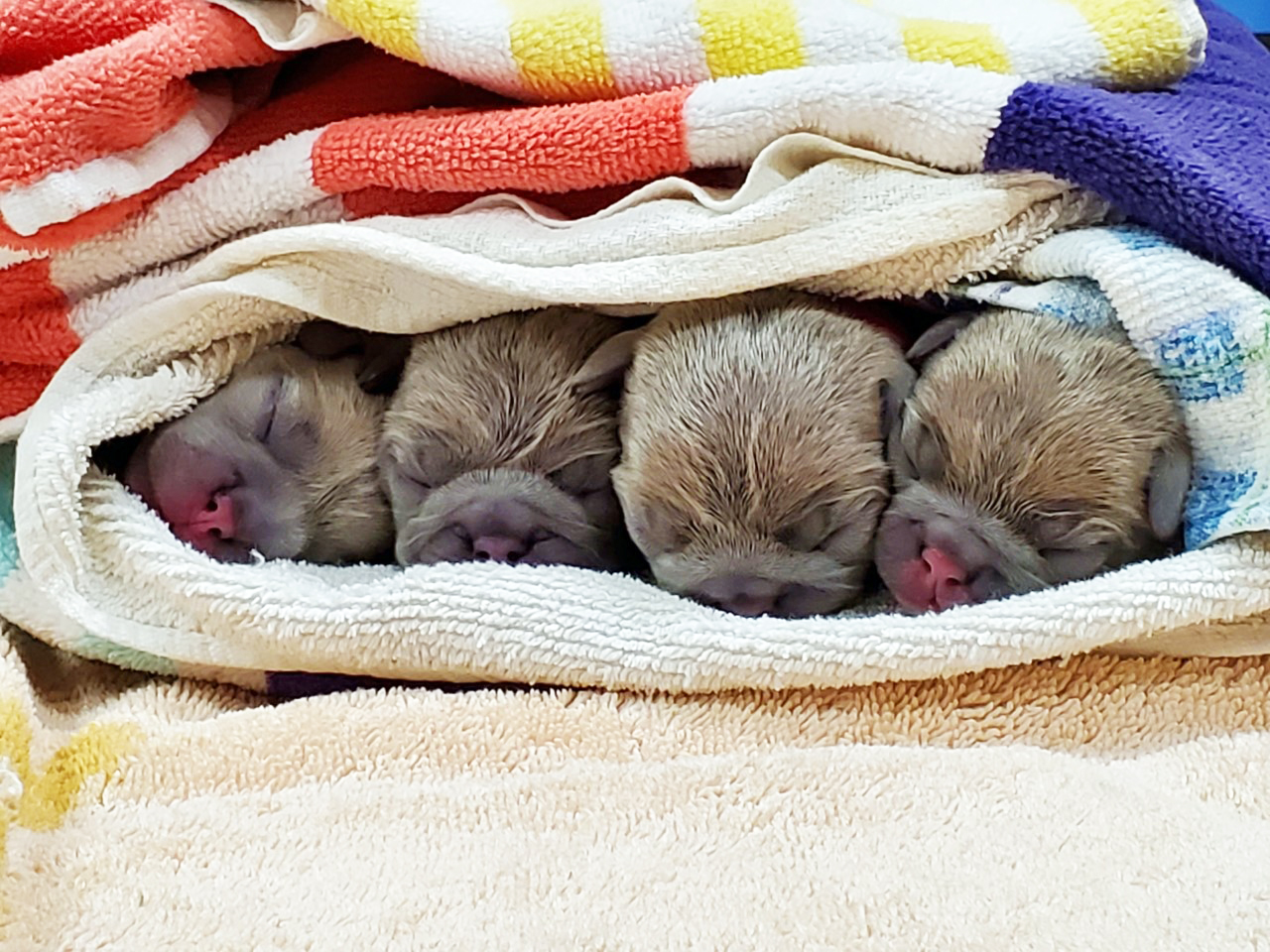 Four newborn puppies at the Yadkin Park Banfield hospital
