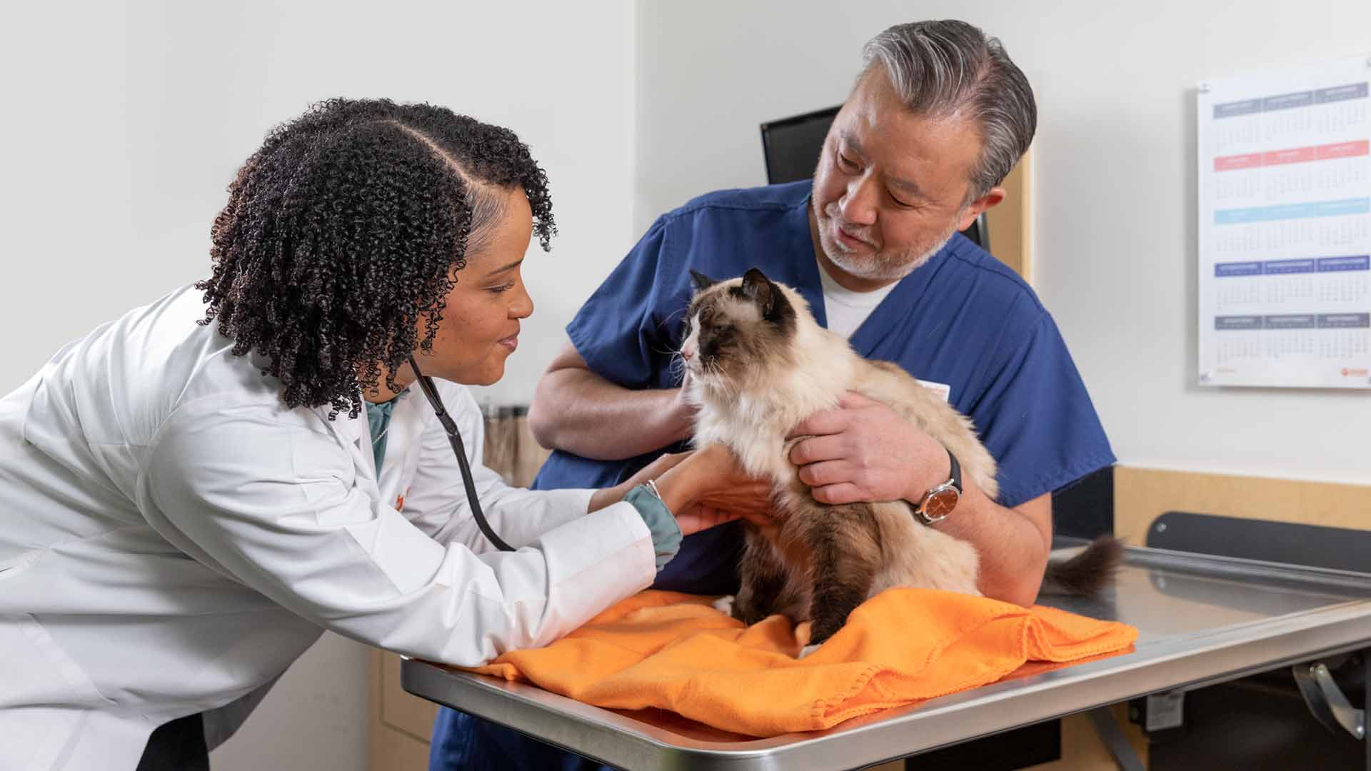 Veterinarian Taneeka Bautista examines a cat with the help of a vet assistant.