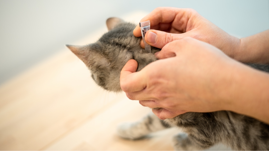 A brown Tabby getting administered anti-tick and flea medication