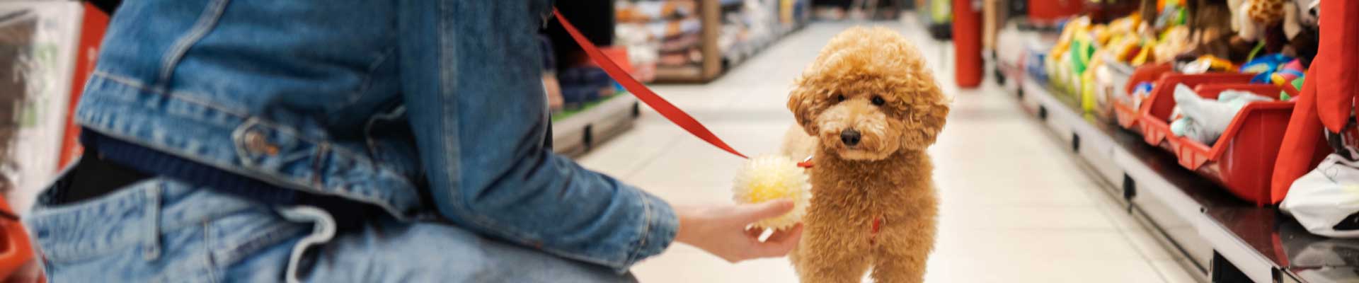 A Goldendoodle puppy stares at a ball held by their owner