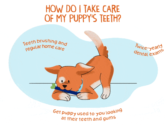 An illustrated gif of an orange puppy chewing on a toy