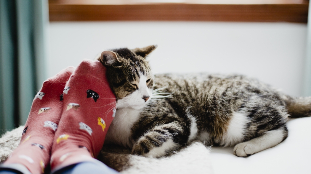 A tabby cat relaxes on its owner's feet in the sun