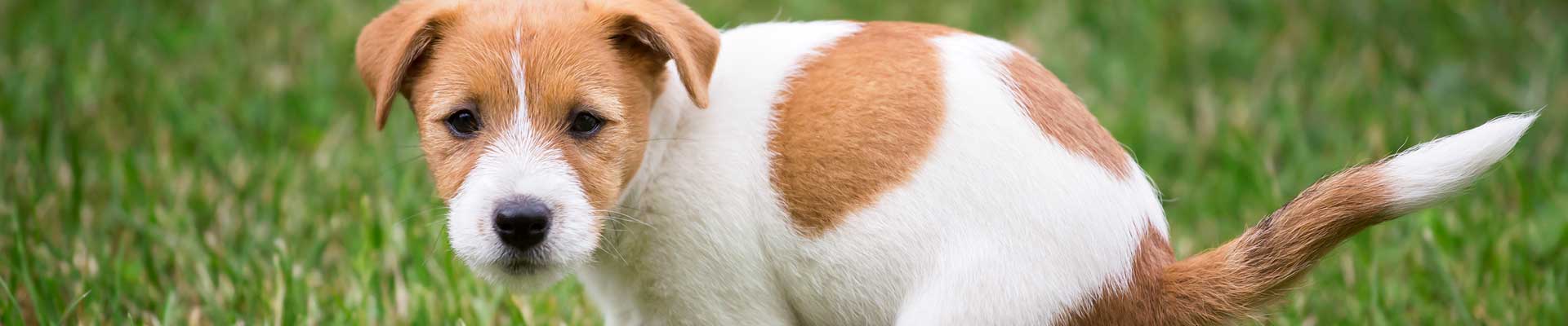 A brown and white puppy squats in grass to relieve itself