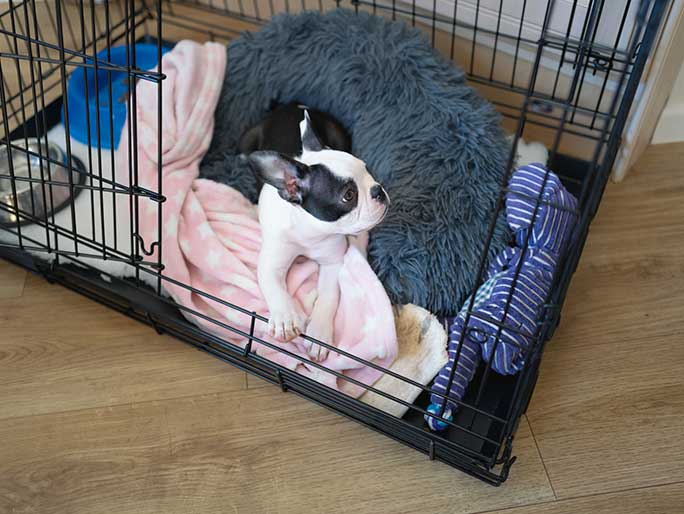 A tiny black and white puppy sits in a crate filled with blankets