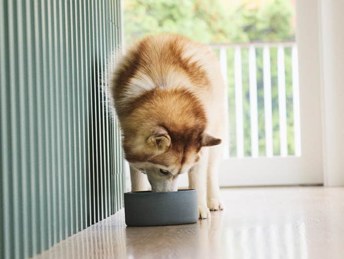 A golden husky eats out of a dog food bowl