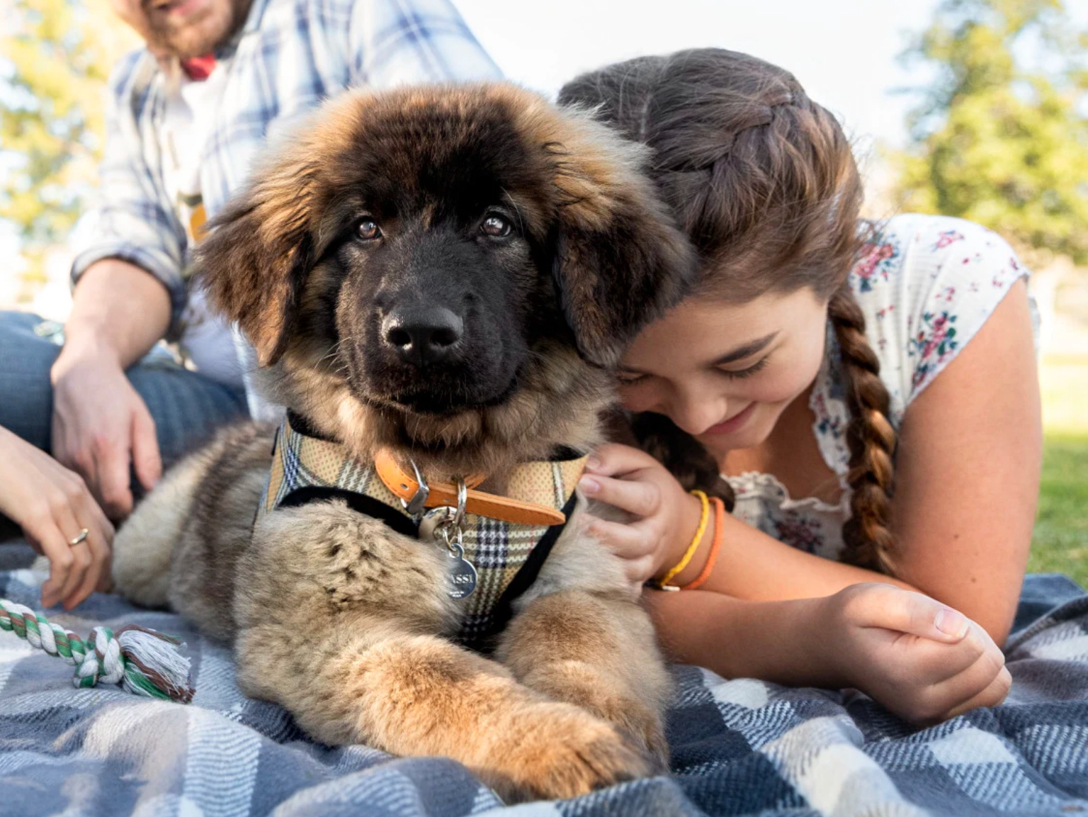 A child lays on a blanket next to her Leonberger puppy