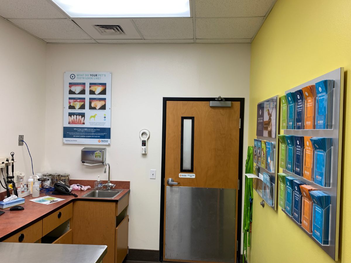 The Banfield Pet Hospital: Bee Cave exam room with table