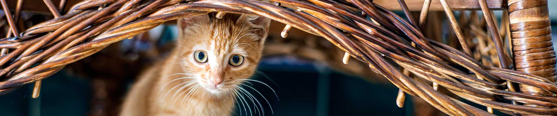 An orange tabby kitten sitting under a wicker chair