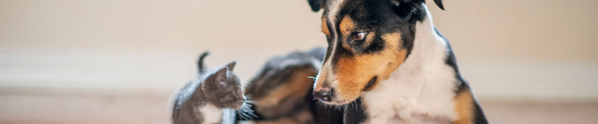 A dog and kitten together on the floor
