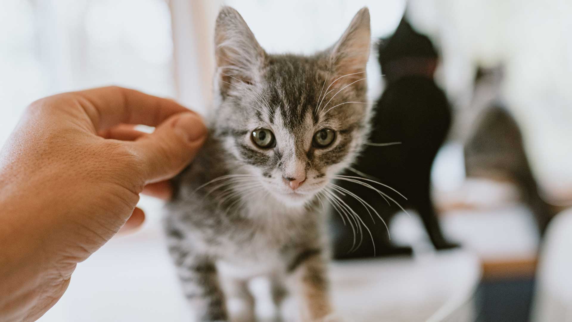 A hand petting a gray tabby kitten