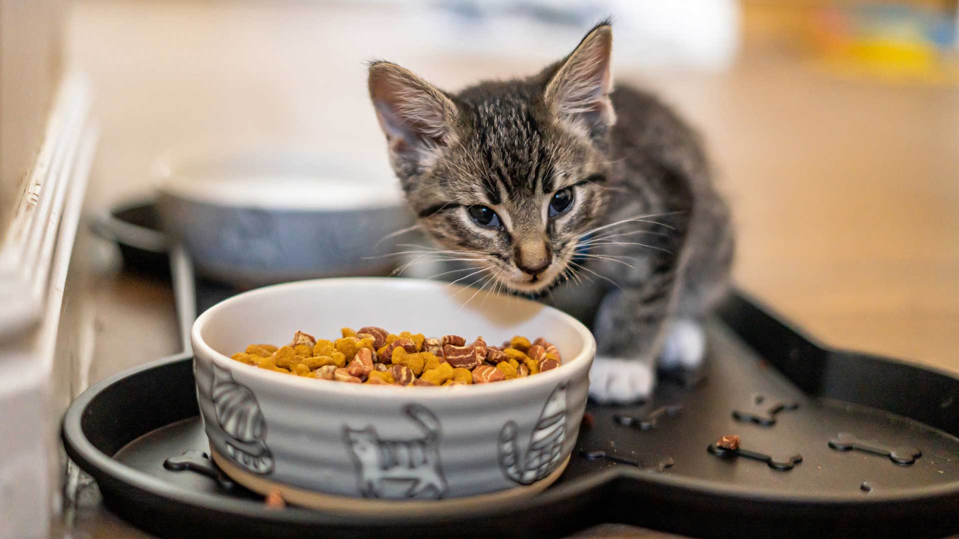 A tiny grey tabby kitten next to a bowl of cat food