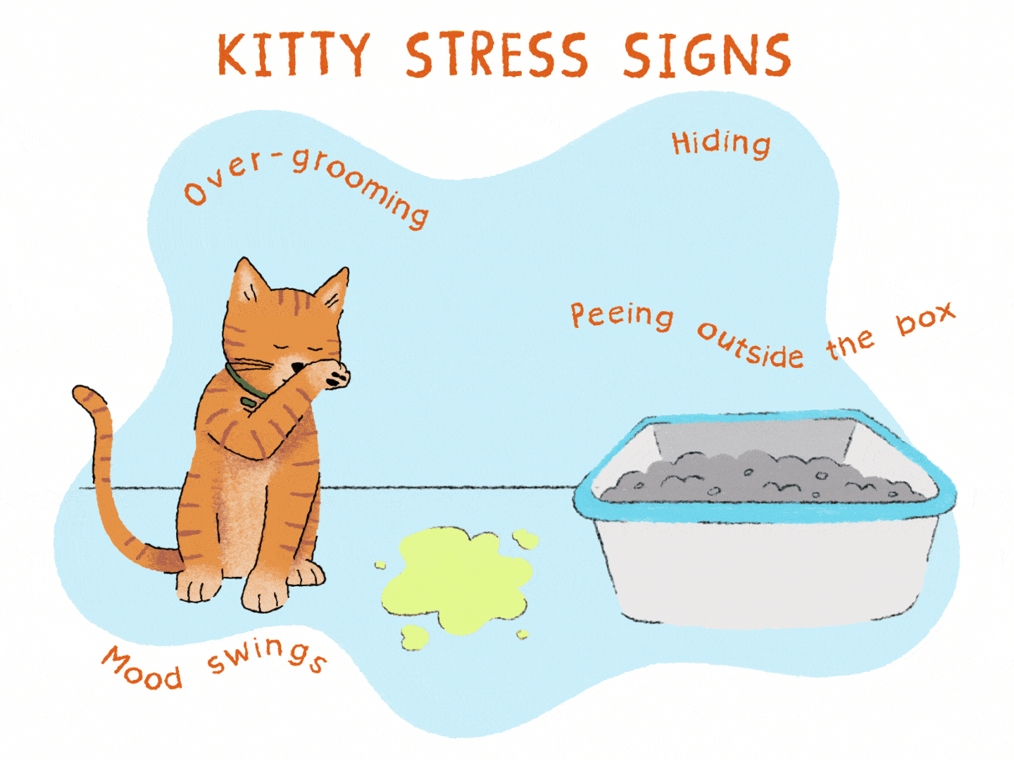 Illustration of an orange kitty who has had an accident outside its litter box