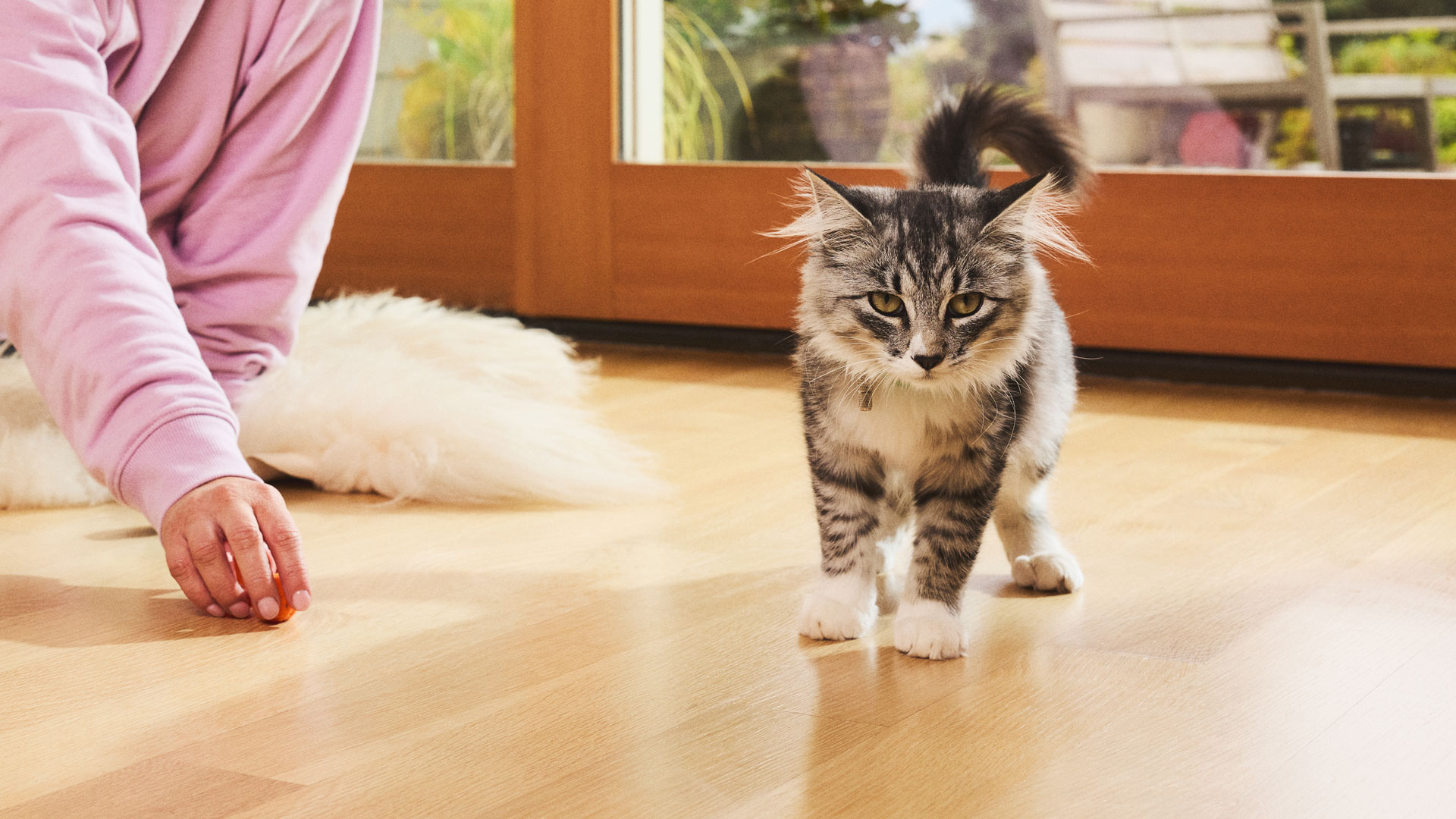 A woman sits on the floor and plays with a fluffy tabby kitten