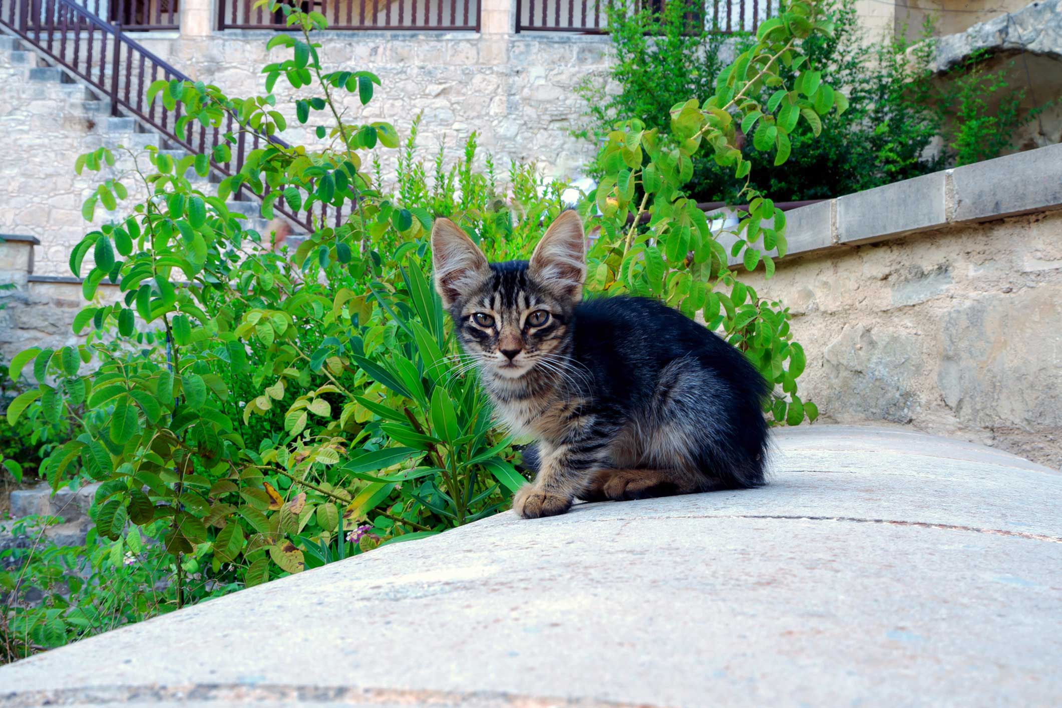 A young street cat sits on a stone wall