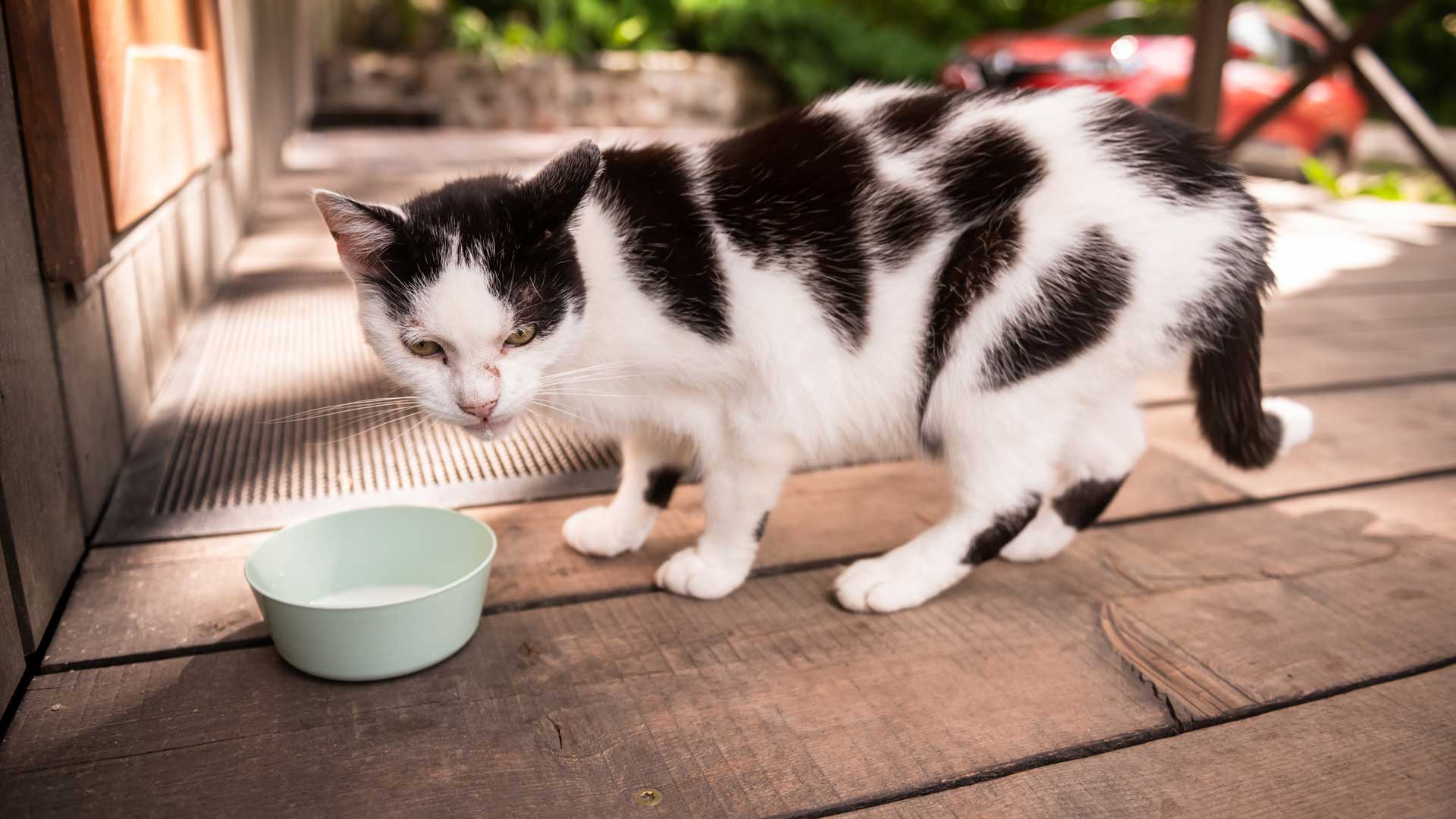 A Magpie cat drinks milk out of a green bowl outside on a deck