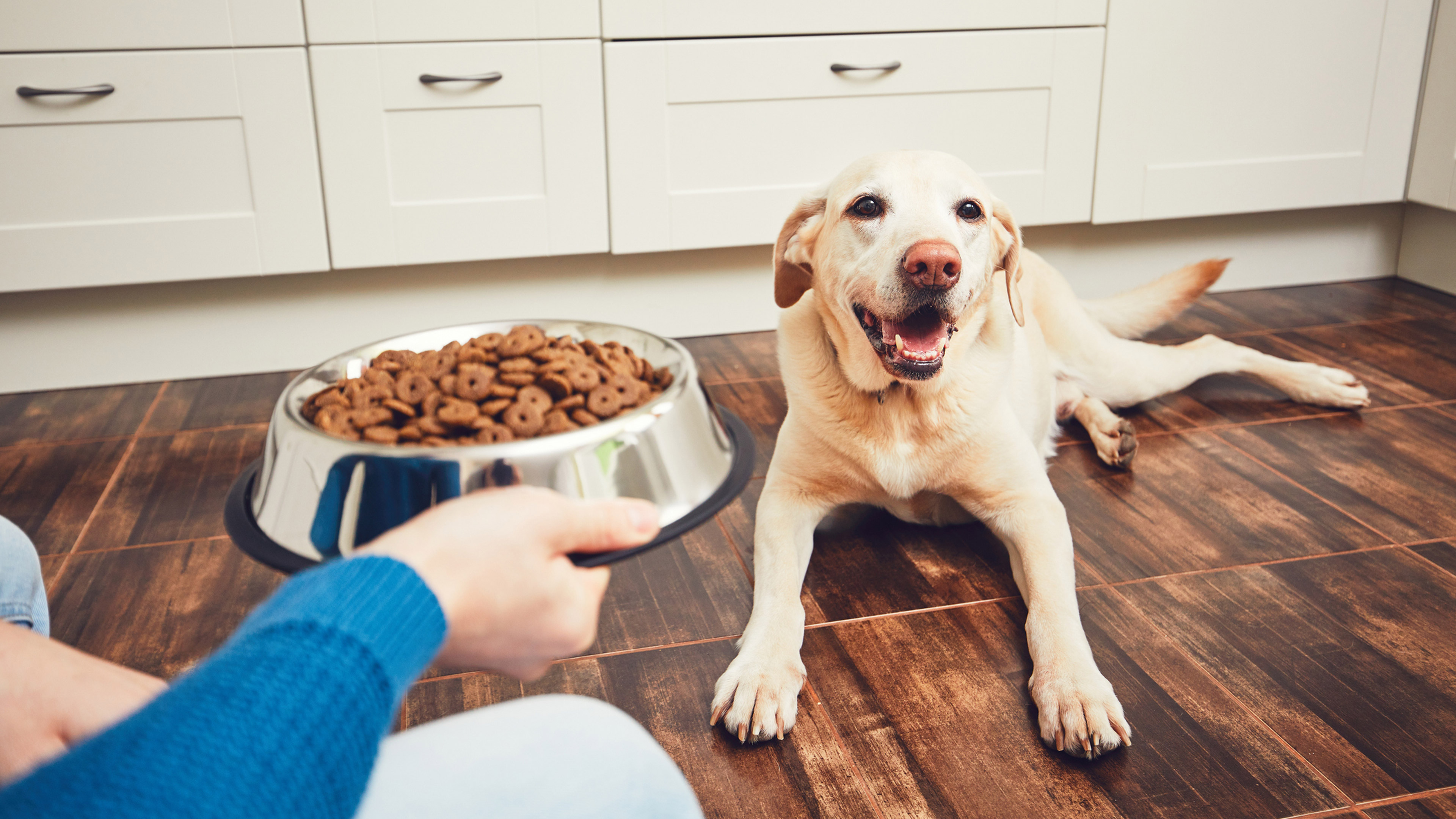 How to choose the right dog bowl 