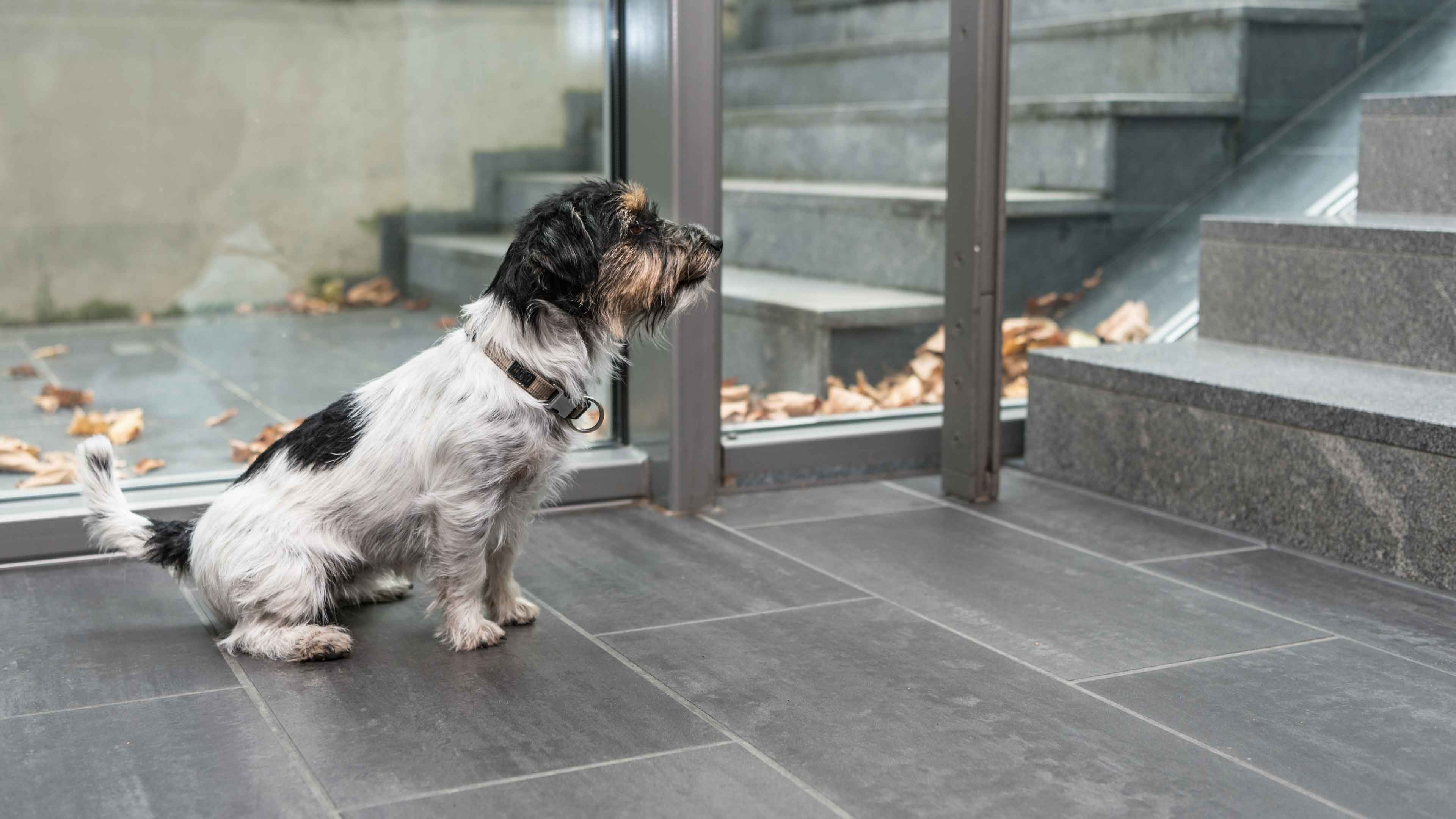 Signs of mobility issues in dogs and cats