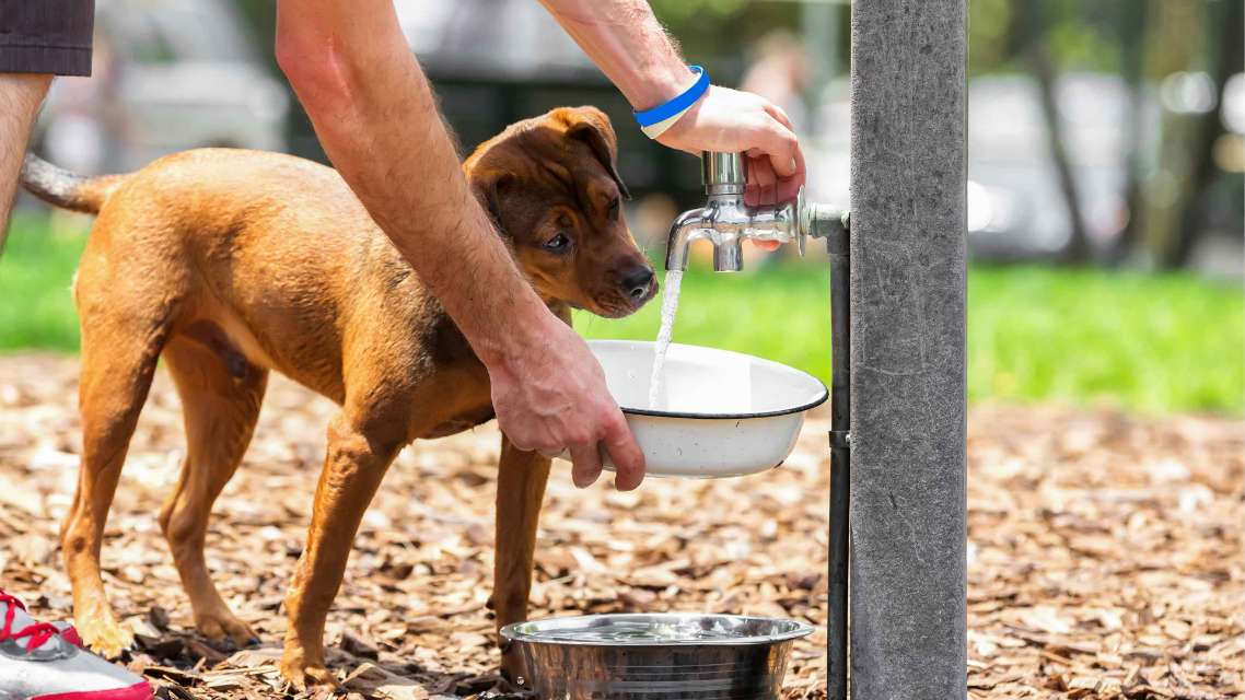 Young dog drinking from water bowl 