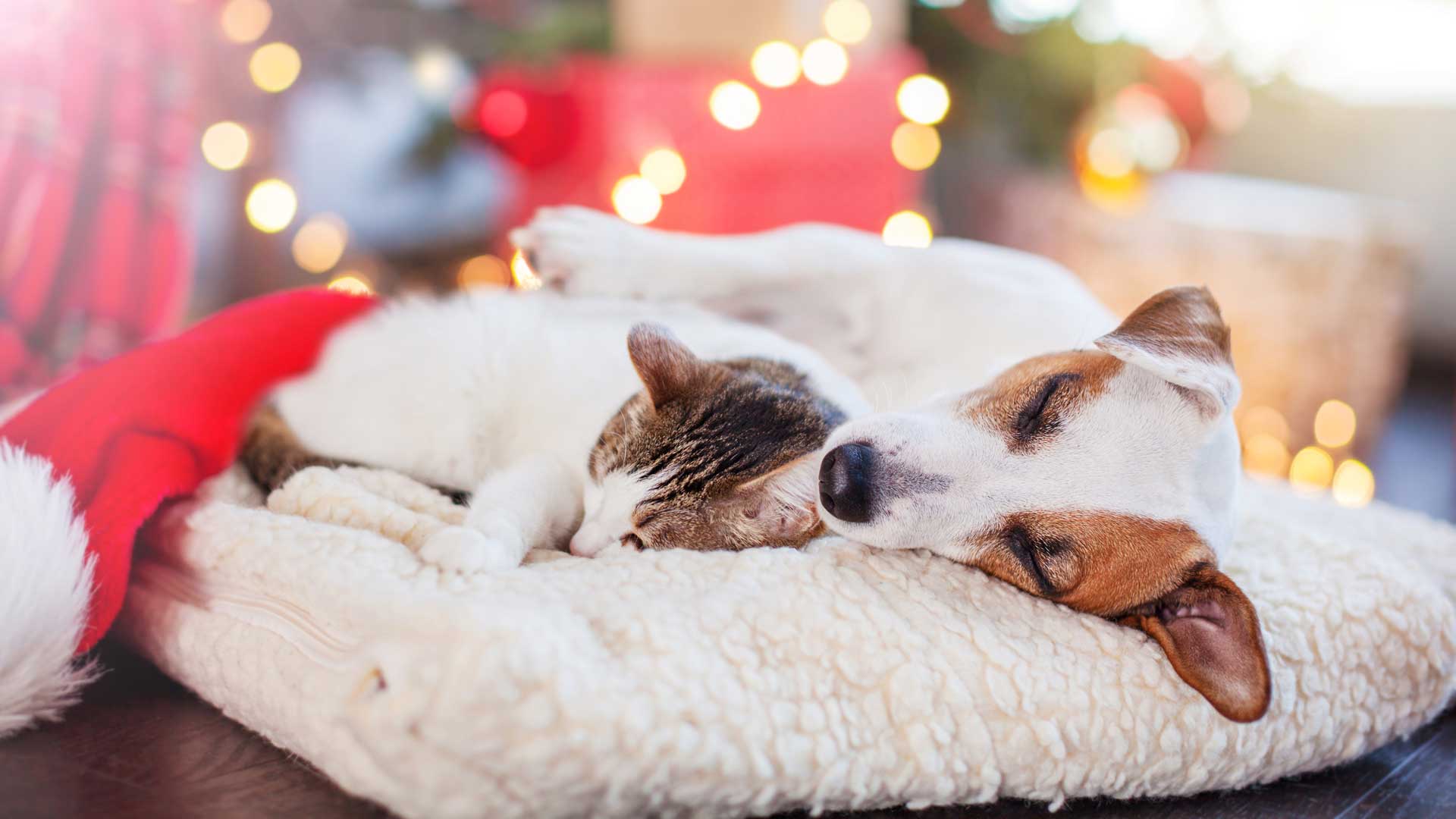 Vet-approved holiday gifts