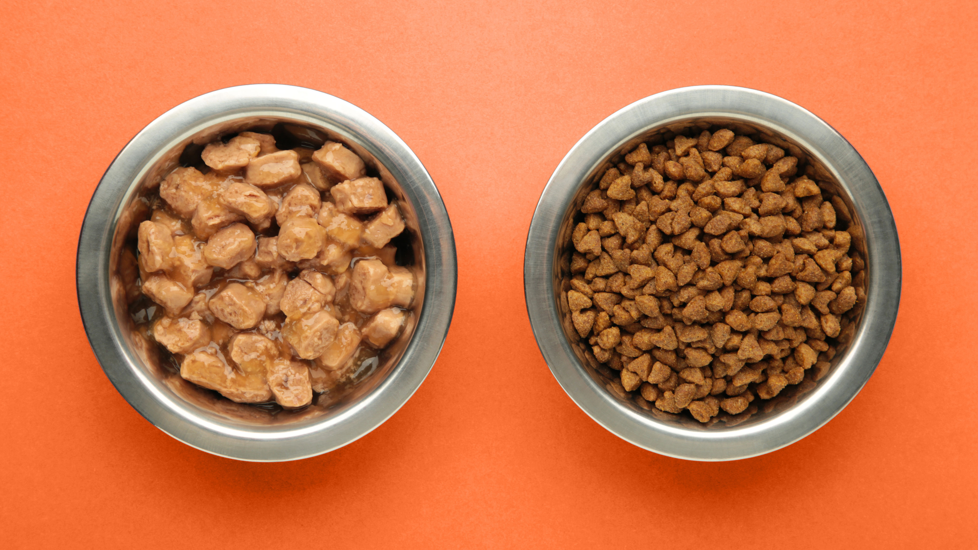 Which is better: Wet food or dry food? 