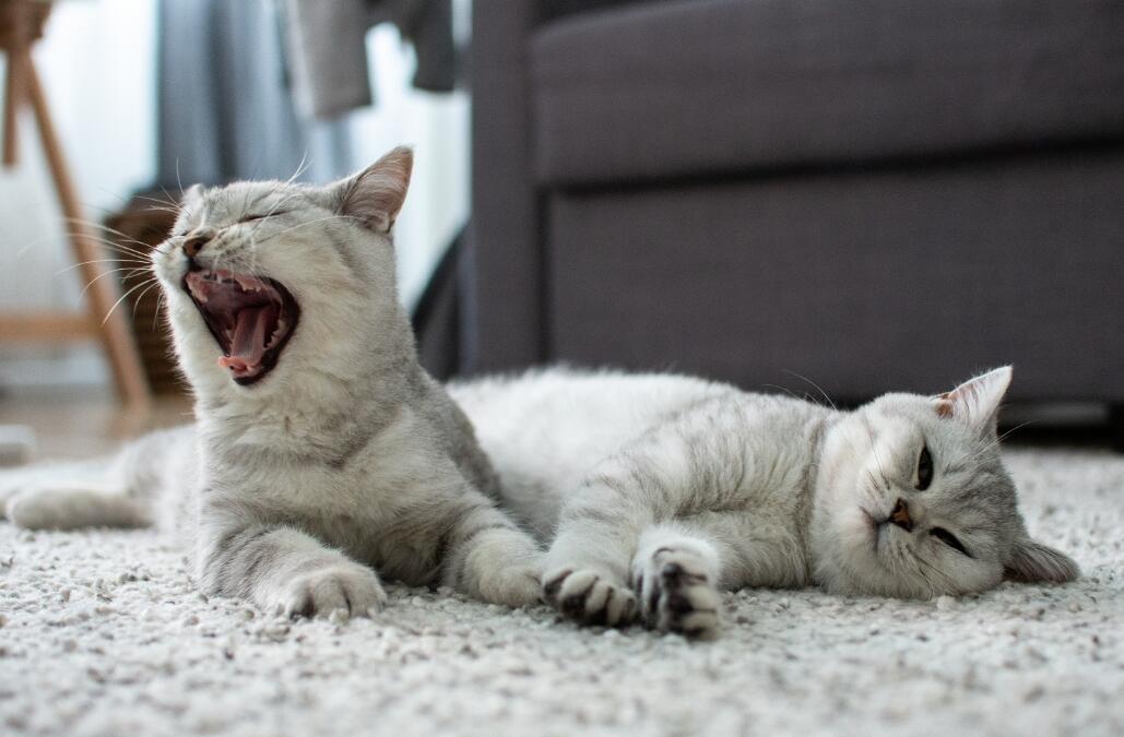 Cats laying down relaxing and yawning