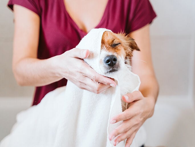 owner cleaning dog