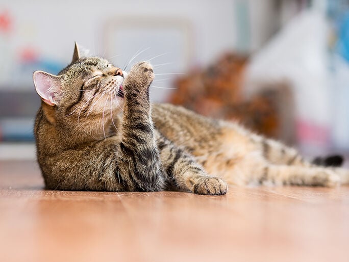 Brown cat on floor