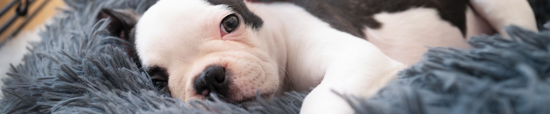 tired puppy lying on rug