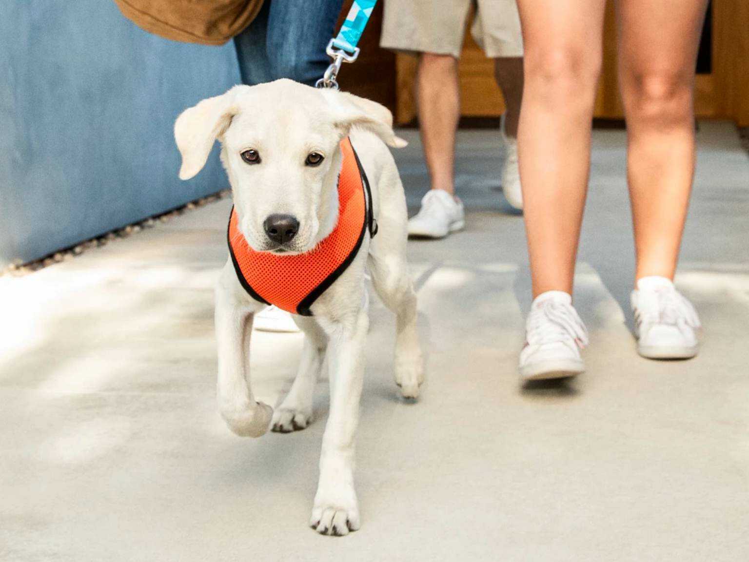 A family taking their puppy for a walk