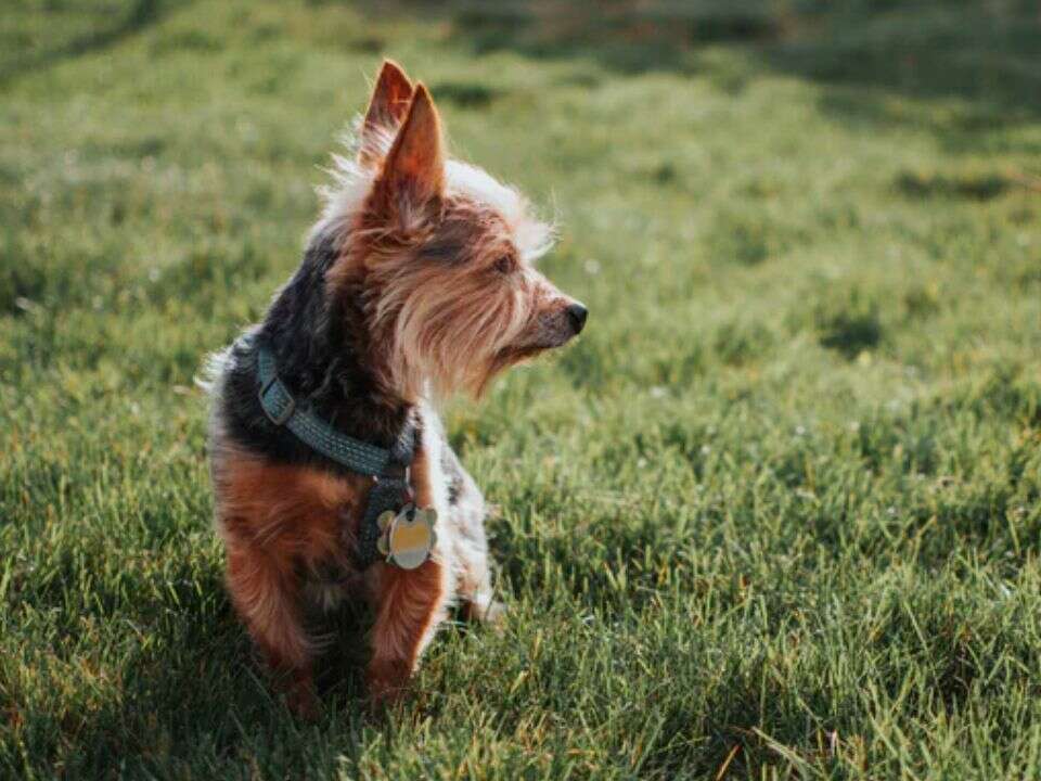sleepy dog in ground