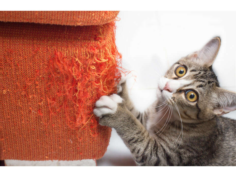 a cat scratching at a couch