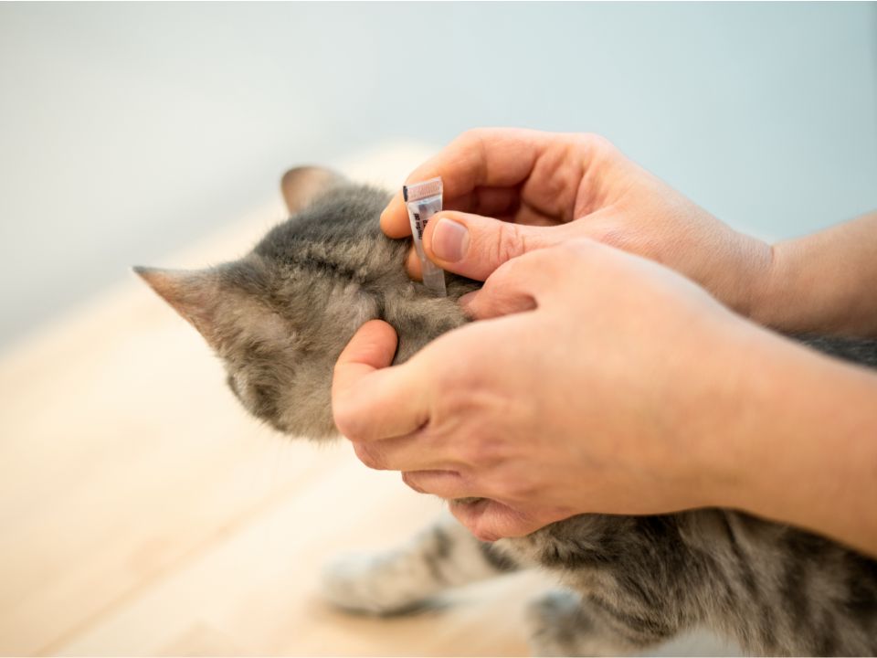 black cat eats bowl illustration