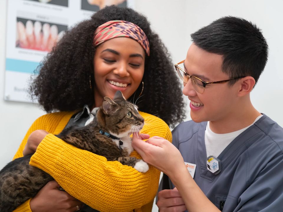 black cat eats bowl illustration
