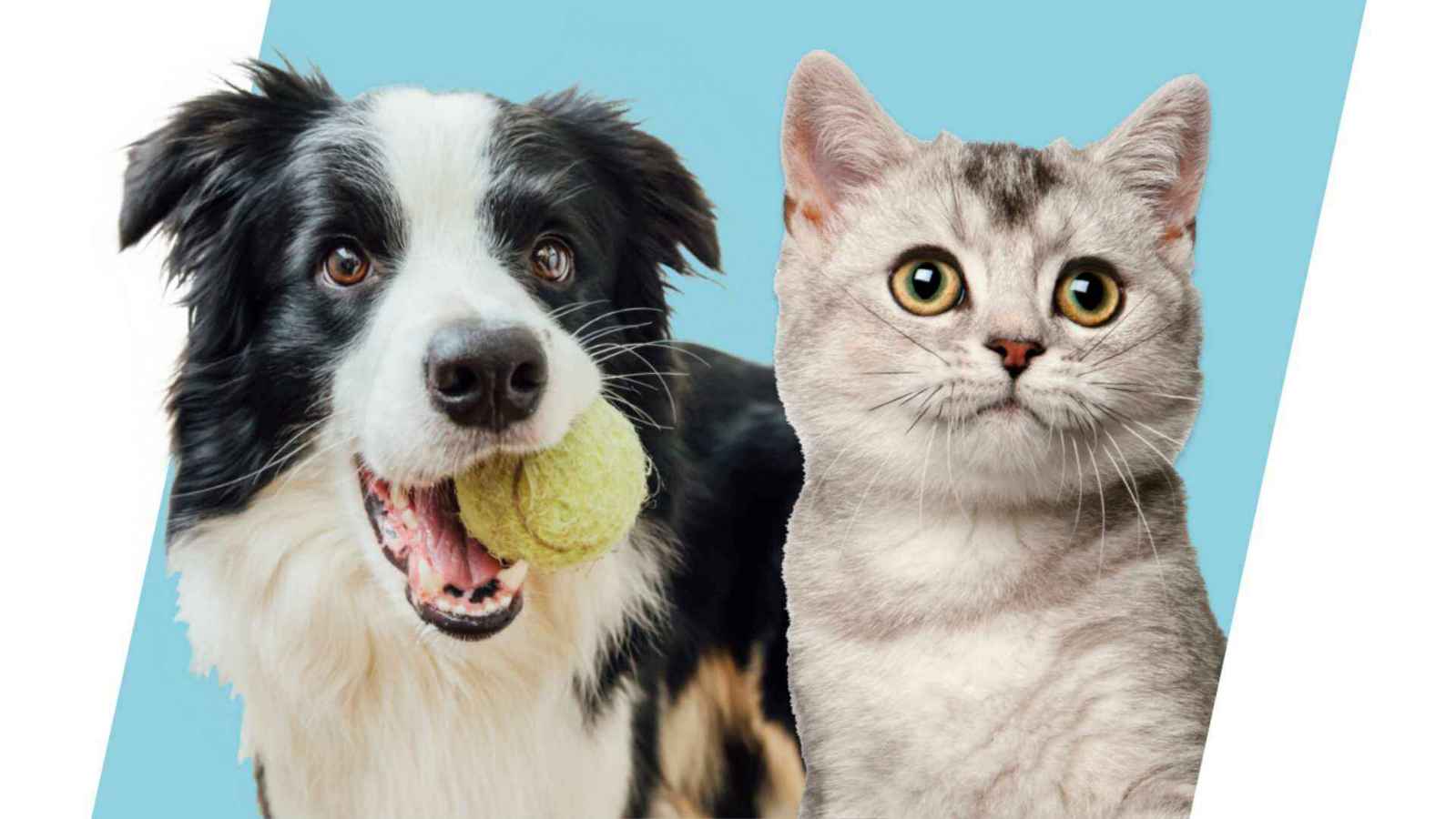 dog and cat together