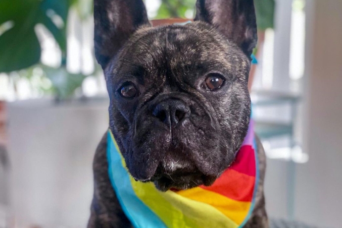 A Bulldog wearing a rainbow bandana